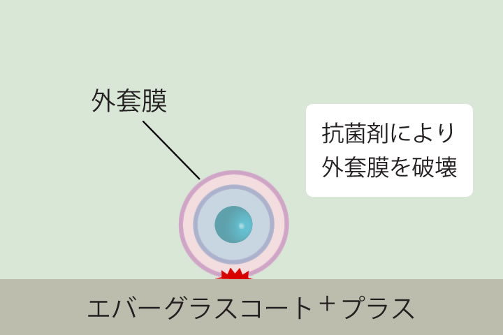 抗菌のメカニズムイラスト。付着した細菌や真菌の外套膜を破壊