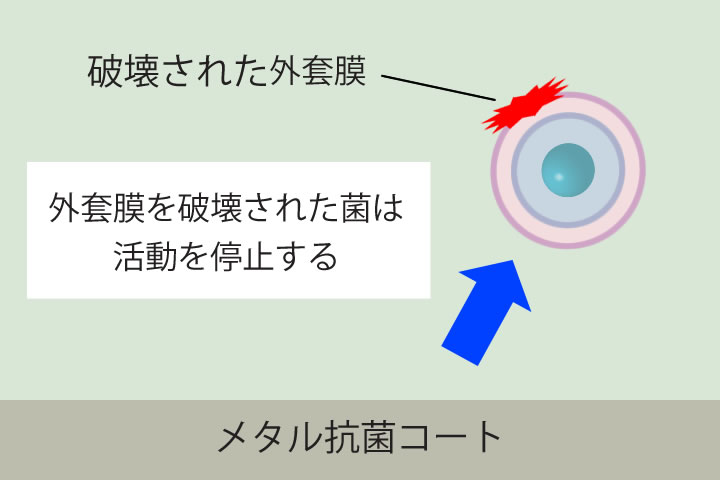 抗菌のメカニズムイラスト。外套膜を破壊された菌はタンパク質やDNA等の合成が阻害され、栄養分等が得られなくなり活動が停止