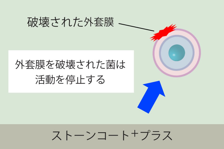 抗菌のメカニズムイラスト。外套膜を破壊された菌はタンパク質やDNA等の合成が阻害され、栄養分等が得られなくなり活動が停止